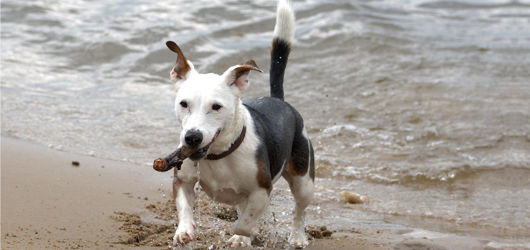 ภาษากายสุนัขตื่นตัว